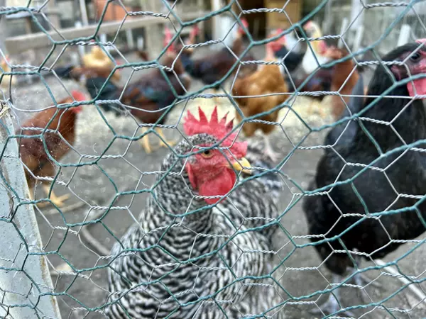 Cottageville, SC 29435,114 Hollow Point Ln