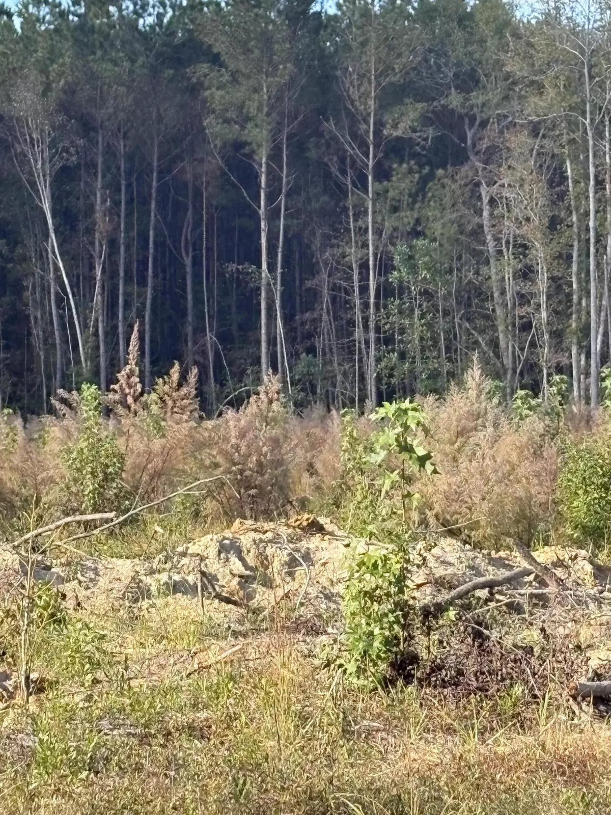 Kingstree, SC 29556,0 Mcalister Rd