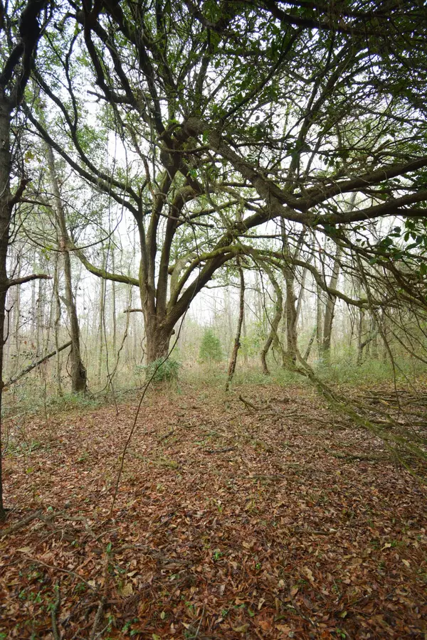 Eutawville, SC 29048,0 Deliverance Dr