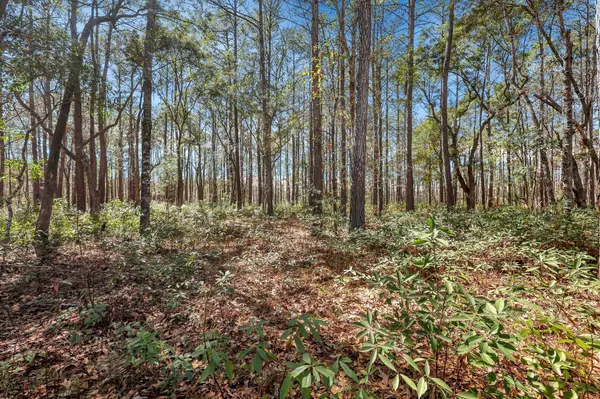 Mcclellanville, SC 29458,1010 Towhee Ln