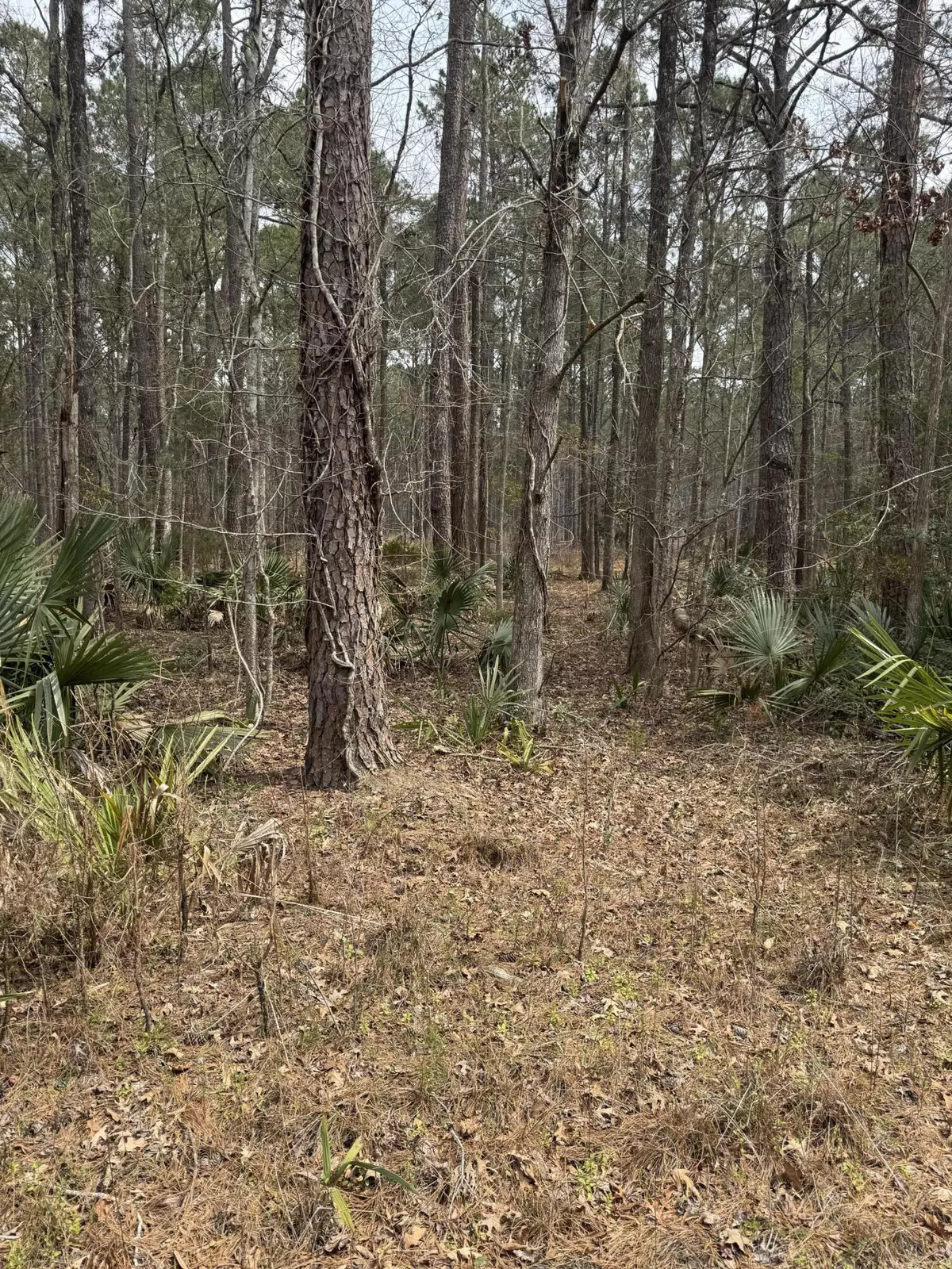 Walterboro, SC 29488,0 Prices Bridge Ln