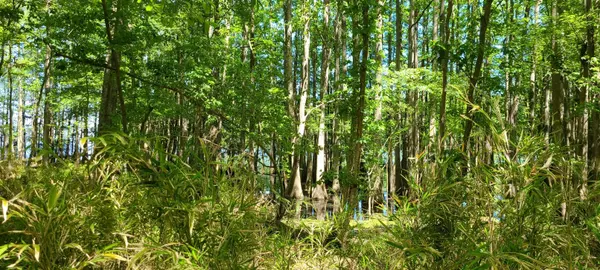 Elloree, SC 29047,10 Hickory Landing Ct