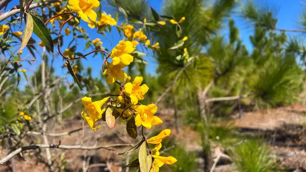 Camden, SC 29020,0 Mt. Pisgah Road