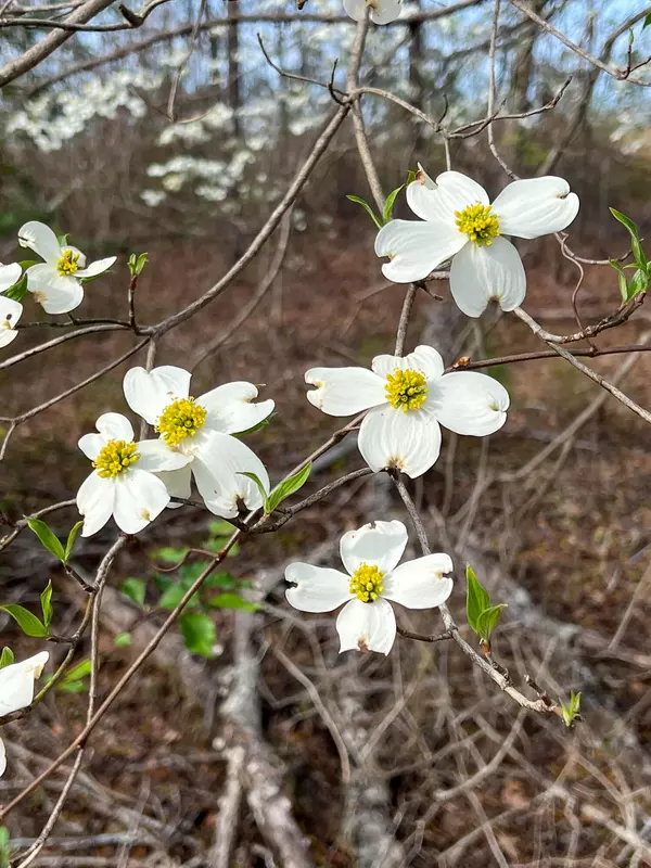 0 White Pond Rd, Williston, SC 29853