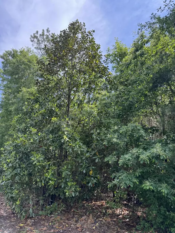 Walterboro, SC 29488,1-F Mt Carmel Rd