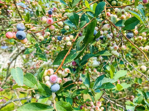 Summerville, SC 29483,127 Roberts Rd