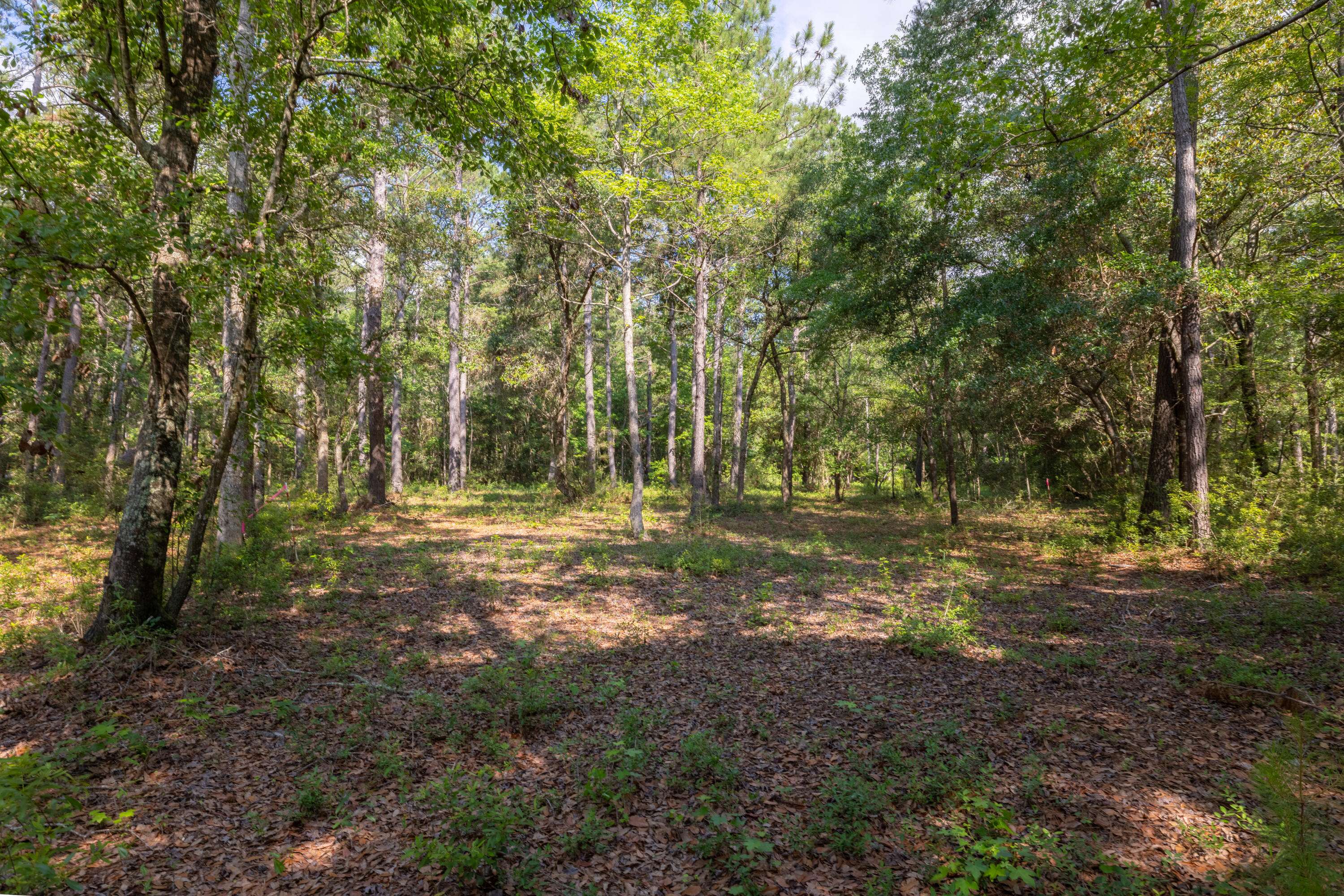Mcclellanville, SC 29458,527 Mouzons Bluff