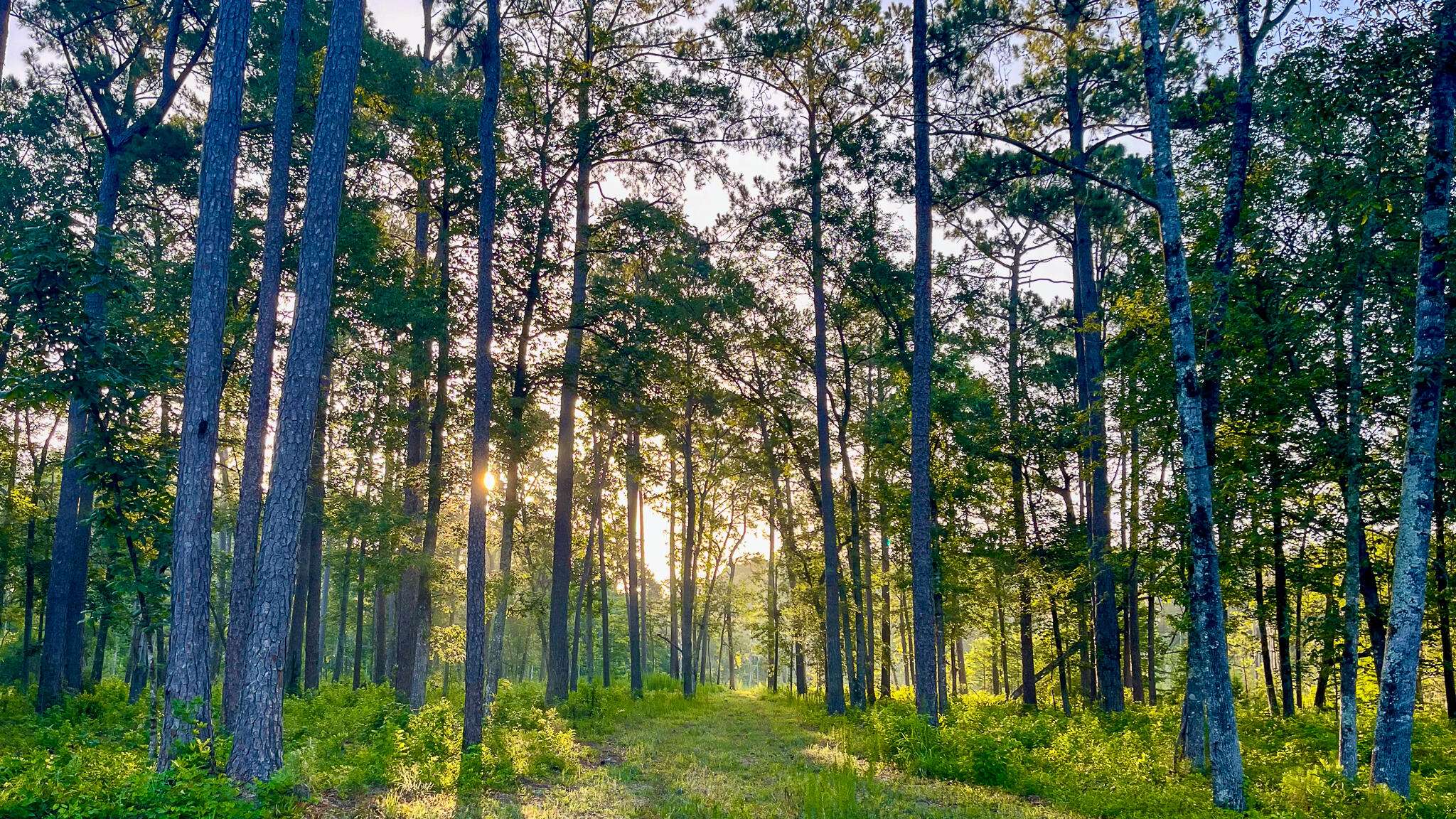 Mcclellanville, SC 29458,1515 7 Mile Rd