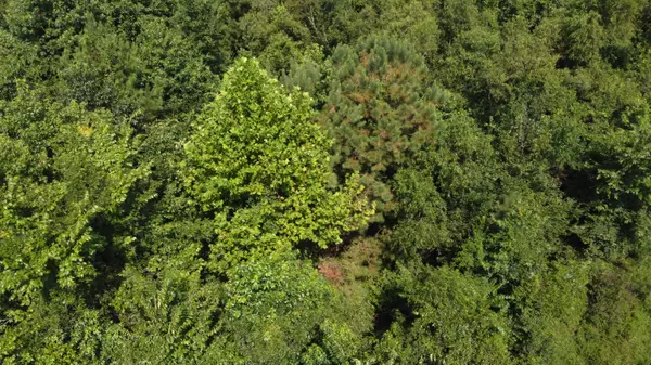 Ridgeville, SC 29472,0 Rudd Rd