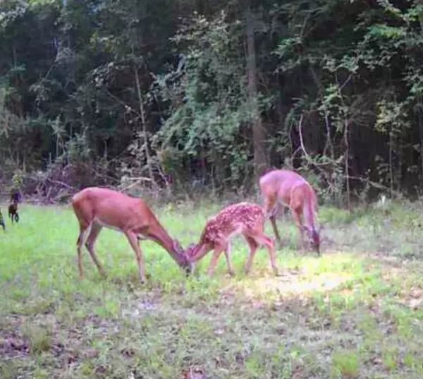 Walterboro, SC 29488,0 Featherbed Rd