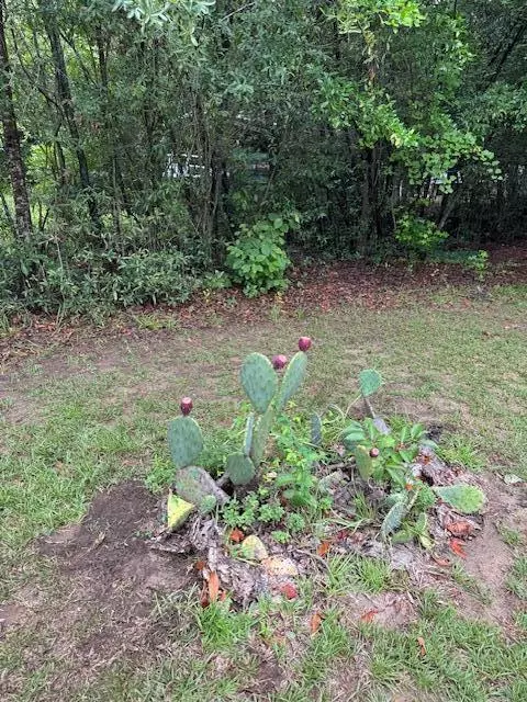 Summerton, SC 29148,1137 Rugby Ave