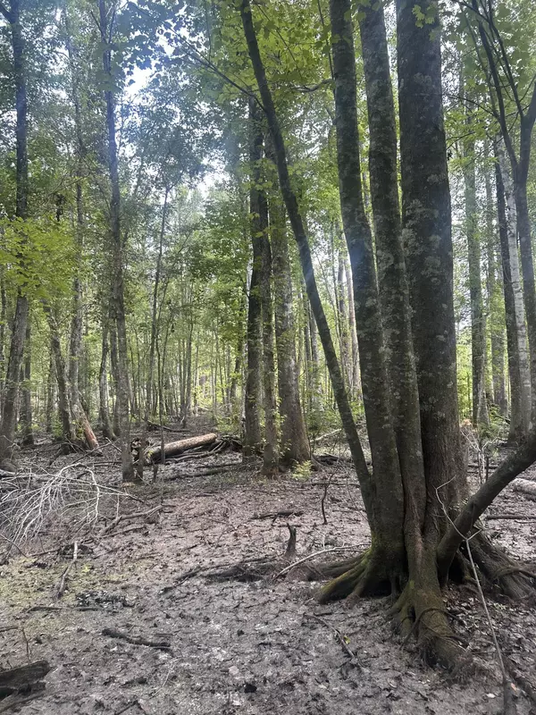Ridgeville, SC 29472,2 Boat Landing Rd
