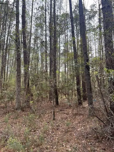 Reevesville, SC 29471,0 Palm St