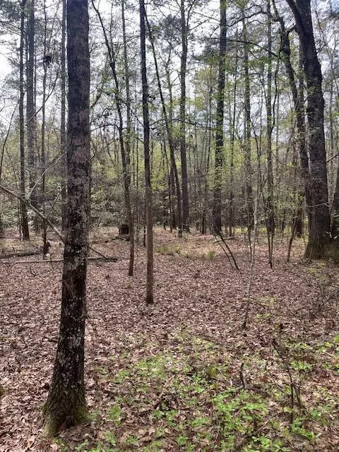 Reevesville, SC 29471,0 Palm St