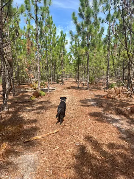 Ppf 5 Payne Pond Rd #Ppf 5, Westville, SC 29175