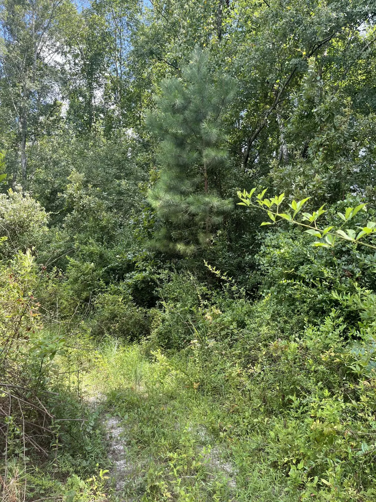 Patrick, SC 29584,Bff 5 Brunson Teal Rd #Bff 5