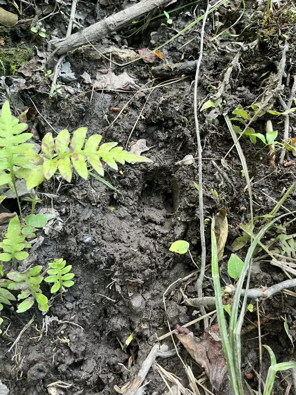 Patrick, SC 29584,Bff 5 Brunson Teal Rd #Bff 5