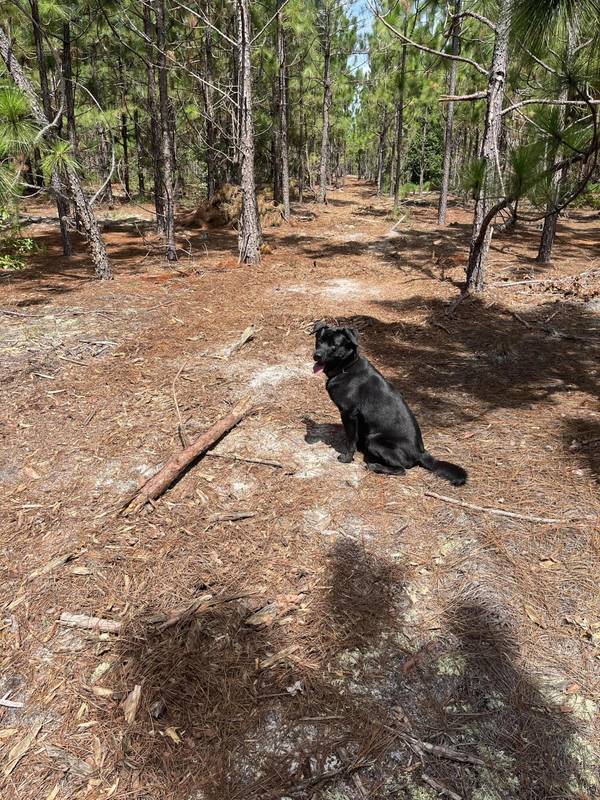 Bff 1a Brunson Teal Rd #Bff 1a, Patrick, SC 29584