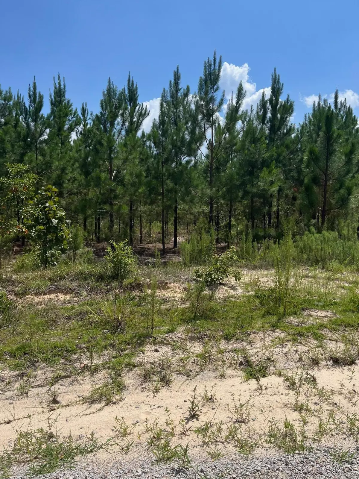 Patrick, SC 29584,Bff 1c Brunson Teal Rd #Bff 1c