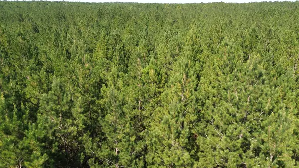 Cottageville, SC 29435,10 Red Oak Rd