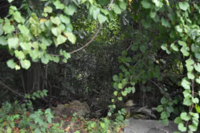 0 Irick St, Eutawville, SC 29048