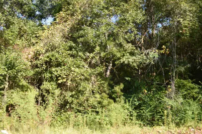 Georgetown, SC 29440,139 Earnestine Dr