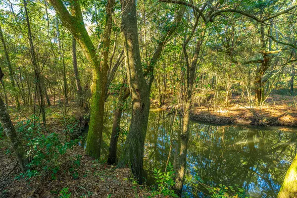 Mcclellanville, SC 29458,1063 S Pinckney St