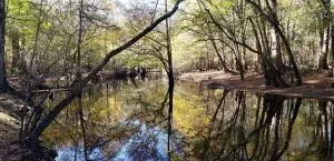 0 Sandy Pines Rd, Dorchester, SC 29437