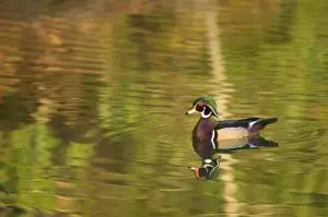 Dorchester, SC 29437,0 Sandy Pines Rd