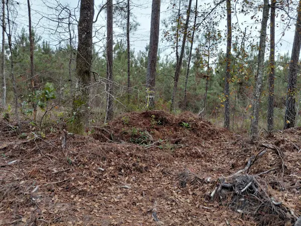 Walterboro, SC 29488,00 State Rd S-15-50