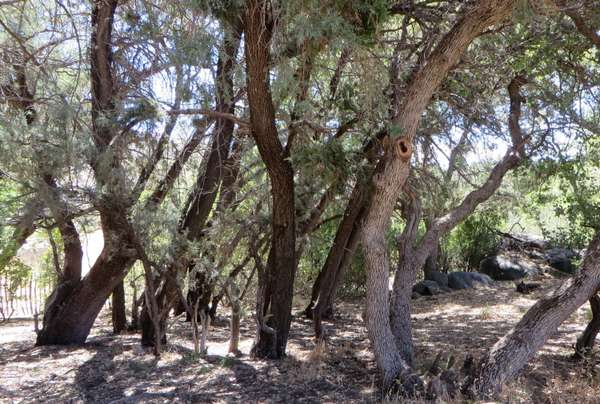 Yarnell, AZ 85362,22650 S Metate Forest TRL