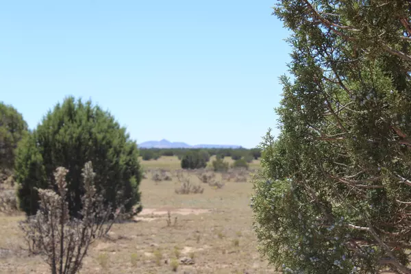 Seligman, AZ 86337,Lot 573 Spooky Owl