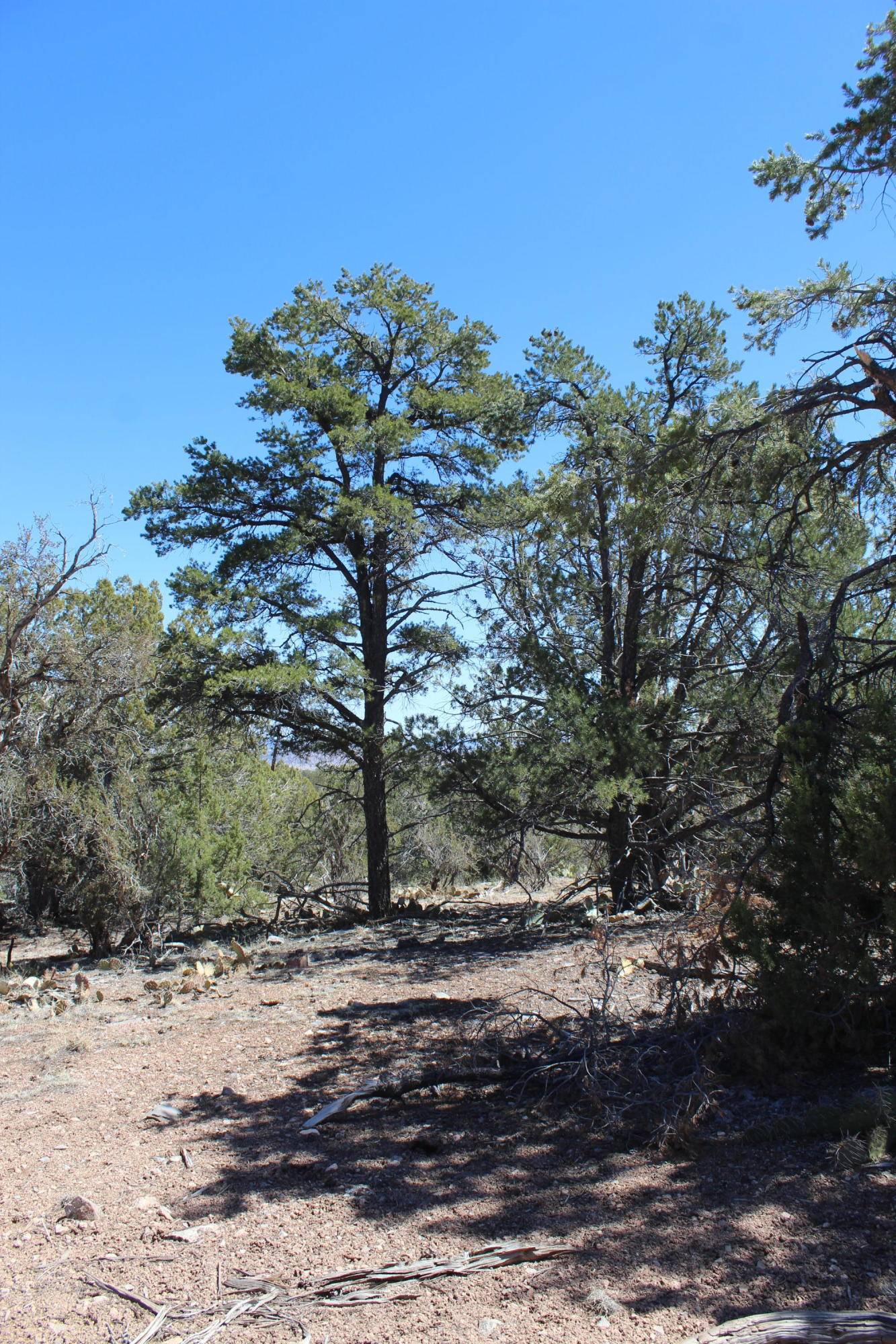 Seligman, AZ 86337,Lot 1415 Sundance WAY