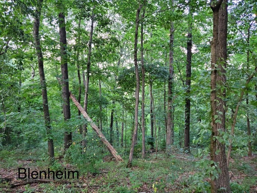 Bella Vista, AR 72715,Lot 34 Blenheim Ln