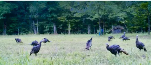 Cedarville, AR 72932,TBD Old White Water