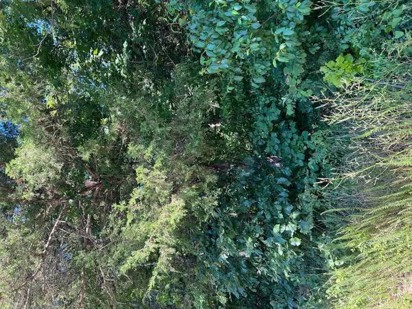 Lot 100 Dove, Diamond City, AR 72630