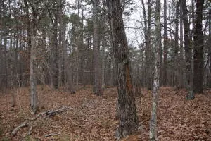 Hasty, AR 72640,NC 3855