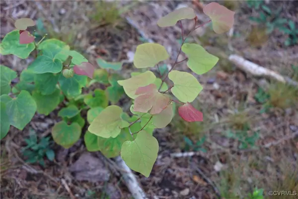 Buckingham, VA 23004,0 Diana Mill RD