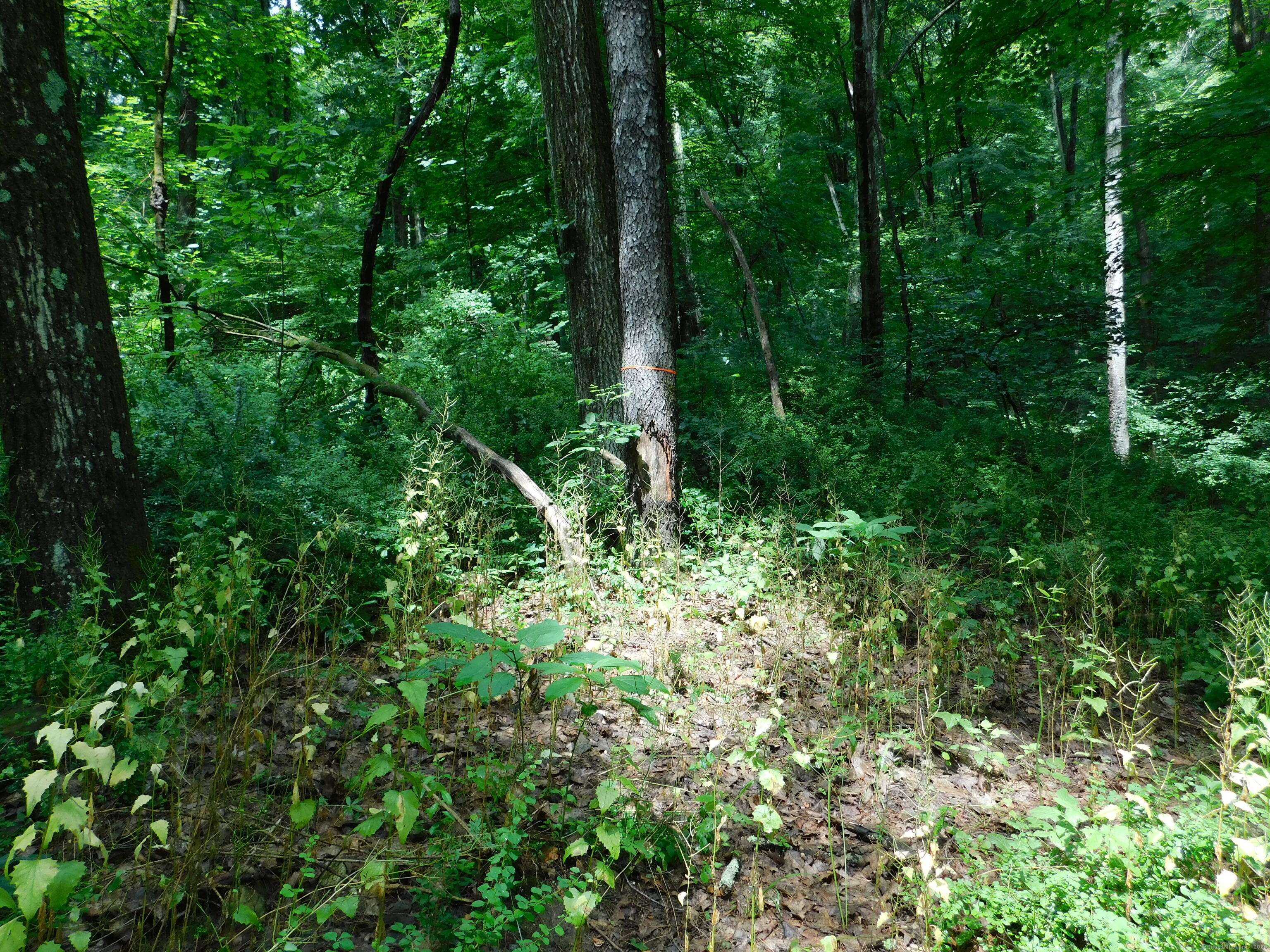 Salisbury, CT 06039,163 White Hollow Road