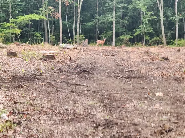 Killingworth, CT 06419,262 Route 81