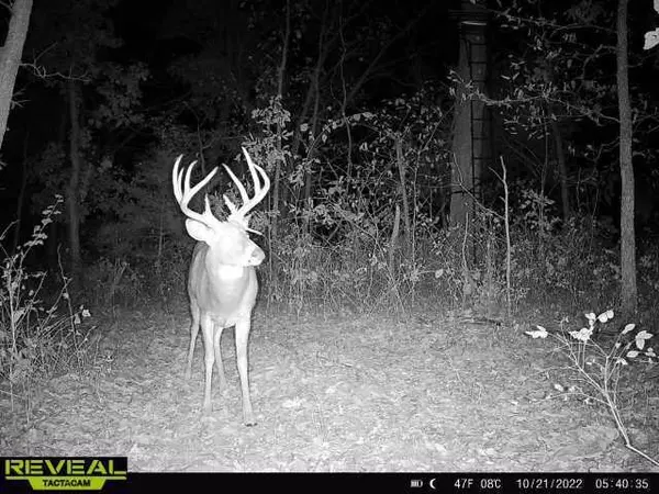 Prairie Home, MO 65068,000 Walnut dr