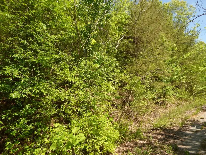 Lot 17 Chestnut St, Spring City, TN 37381