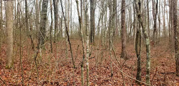 Lot 43 Trimmer LN, Jamestown, TN 38556