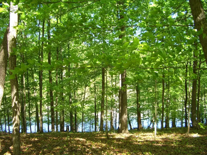 Lot 08 Dogwood Cove DR, Spring City, TN 37381