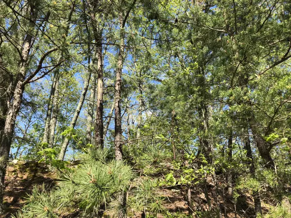 Sevierville, TN 37876,Lot 12 Maple LN