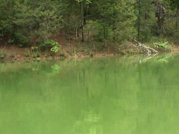 Sevierville, TN 37876,Buck Horn Rd