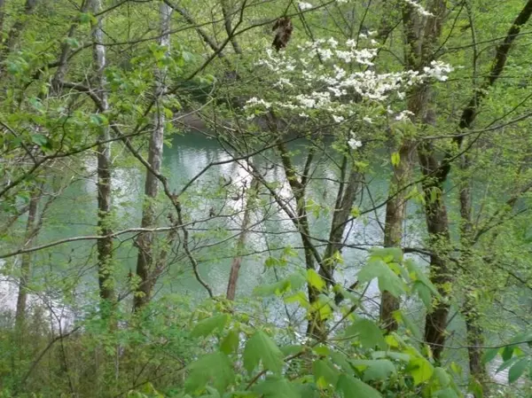 15 thru 19 Chambers Rd,  Robbins,  TN 37852