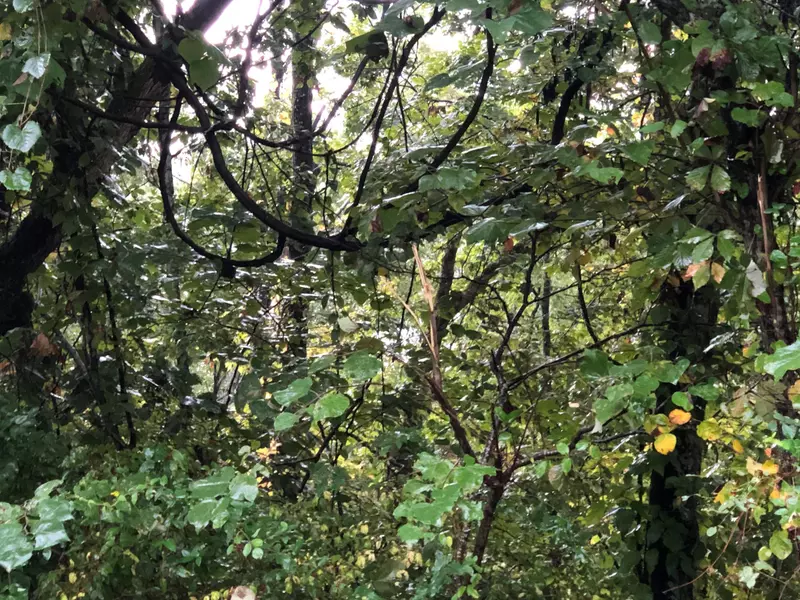 Lots 3 4 5 Very Old Barton Tr, Dandridge, TN 37725