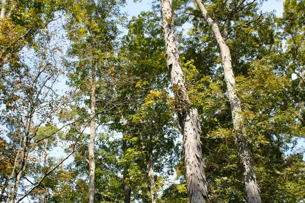 Townsend, TN 37882,Laurel Road