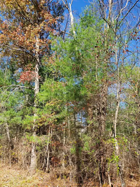 Lot 3 Cole Place Rd, Allardt, TN 38504